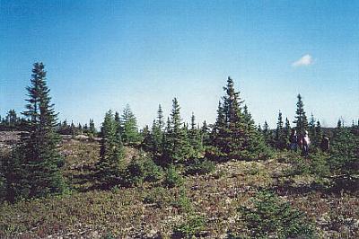 Vegetation cover typical of cottage area. On the bottom left is the proposed road.