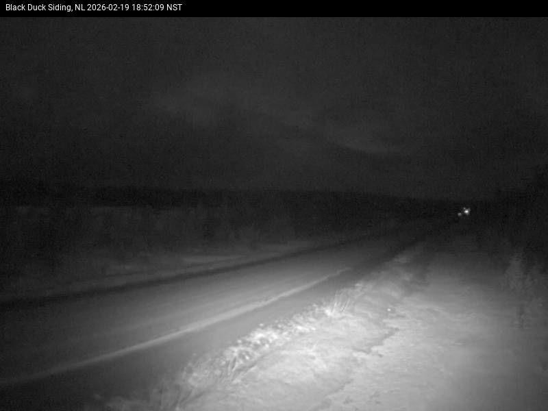 Black Duck Siding Live Camera Image