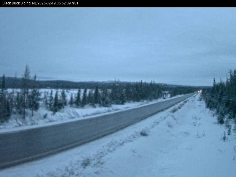 Black Duck Siding Live Camera Image