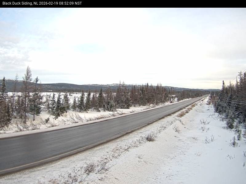 Black Duck Siding Live Camera Image