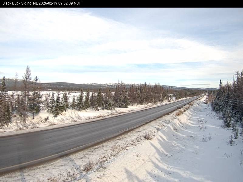 Black Duck Siding Live Camera Image