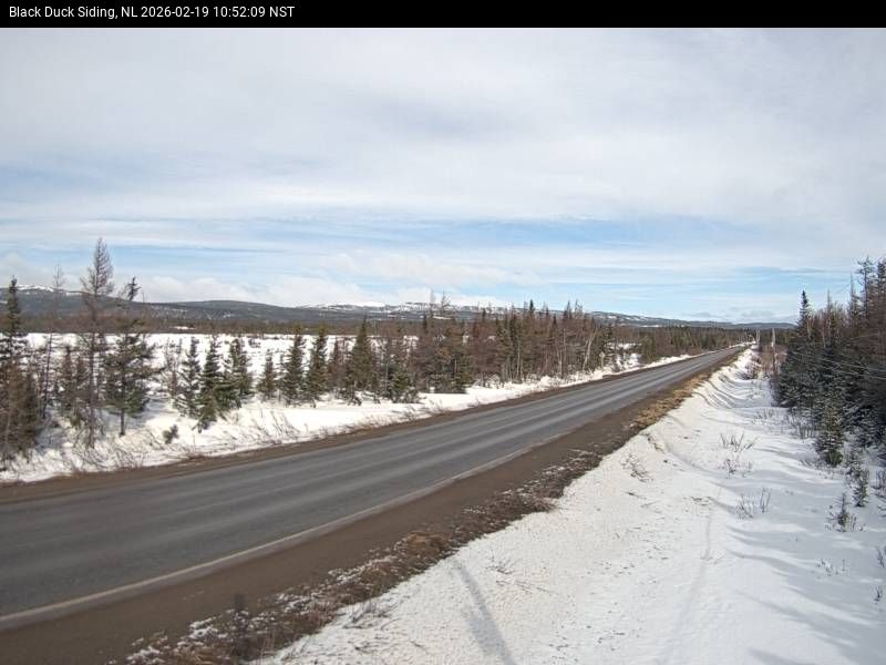 Black Duck Siding Live Camera Image