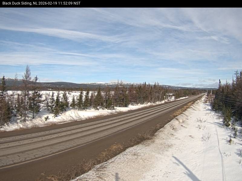 Black Duck Siding Live Camera Image
