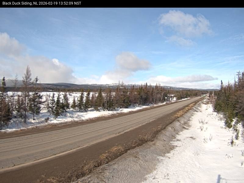 Black Duck Siding Live Camera Image