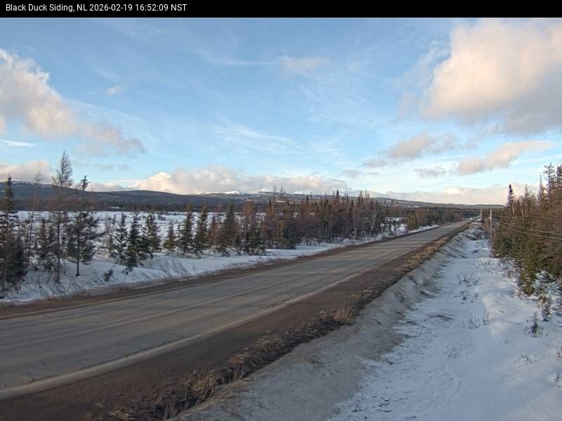 Black Duck Siding Live Camera Image