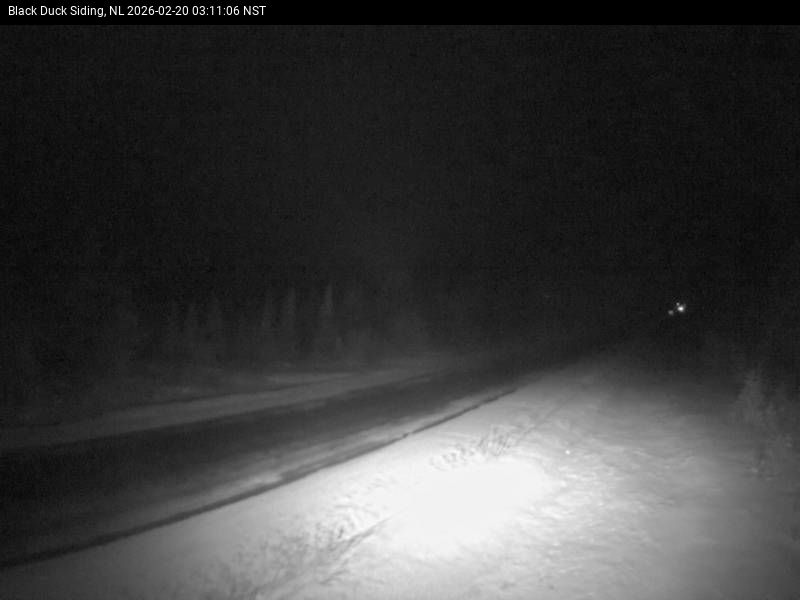 Black Duck Siding Live Camera Image