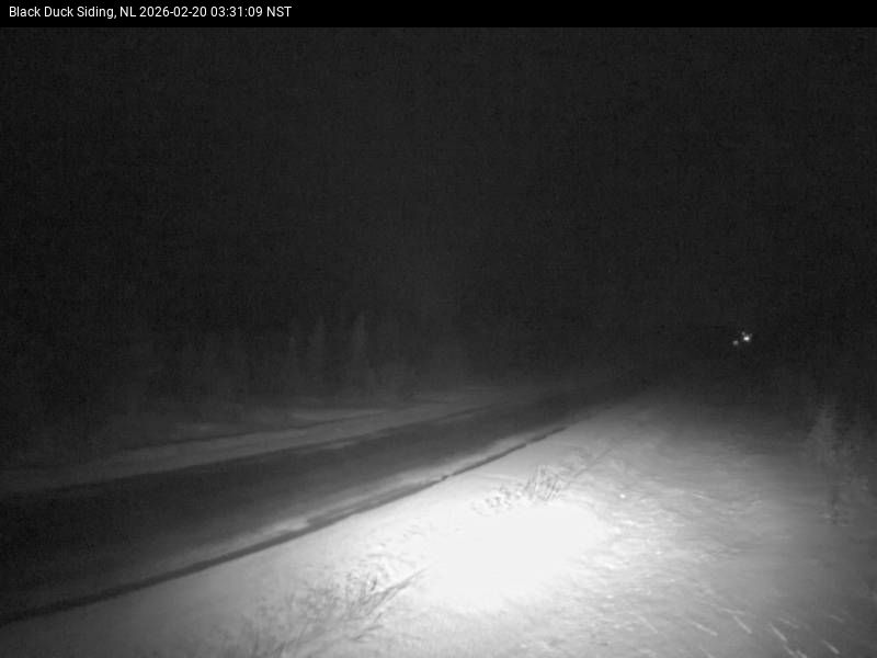 Black Duck Siding Live Camera Image